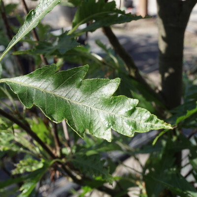 Fagus sylvatica 'Aspleniifolia'